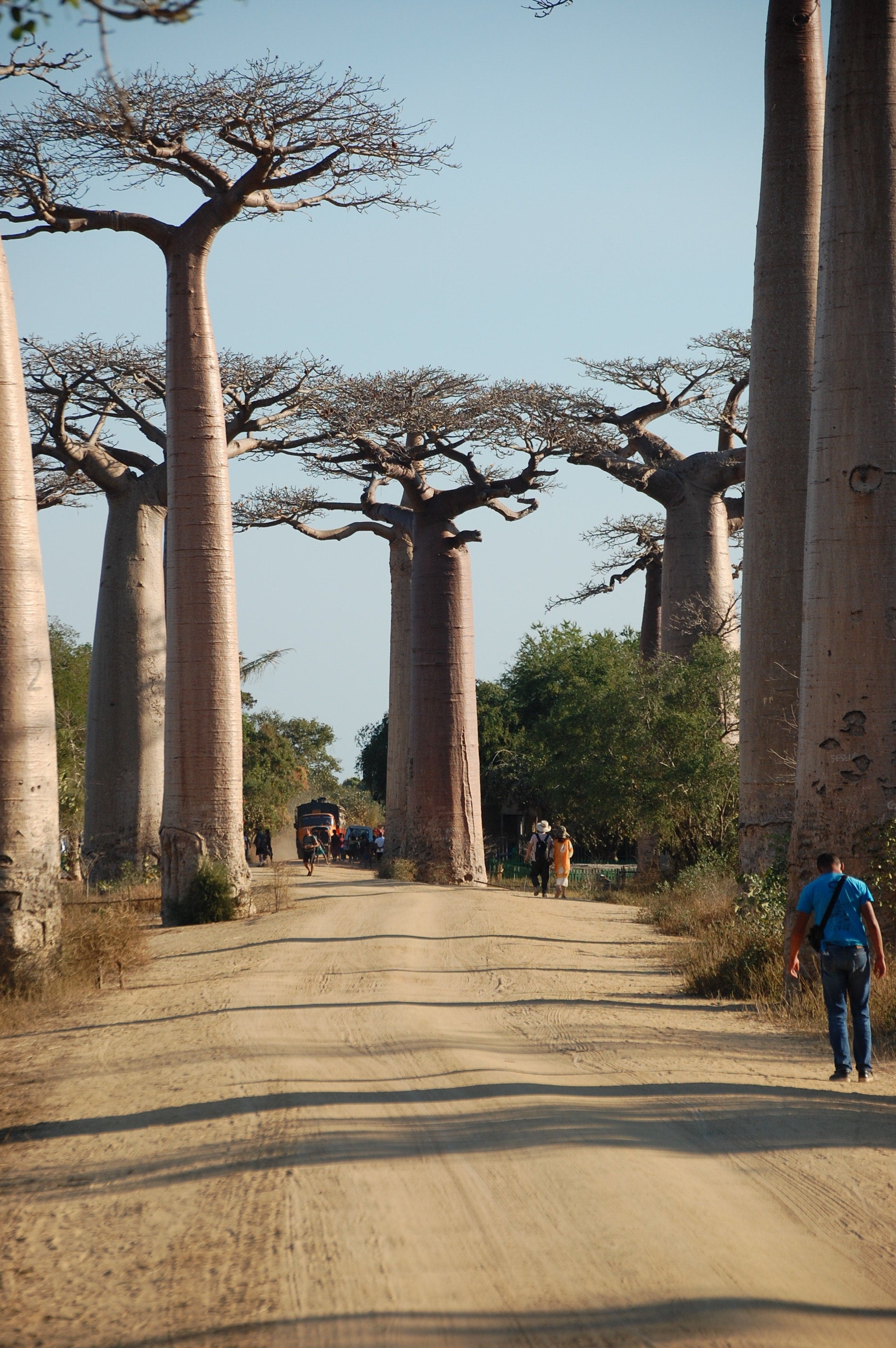 madagascar vanille baobab